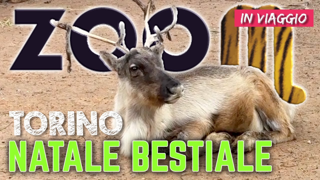 visita a ZOOM TORINO NATALE BESTIALE 2023 con le renne di Babbo Natale