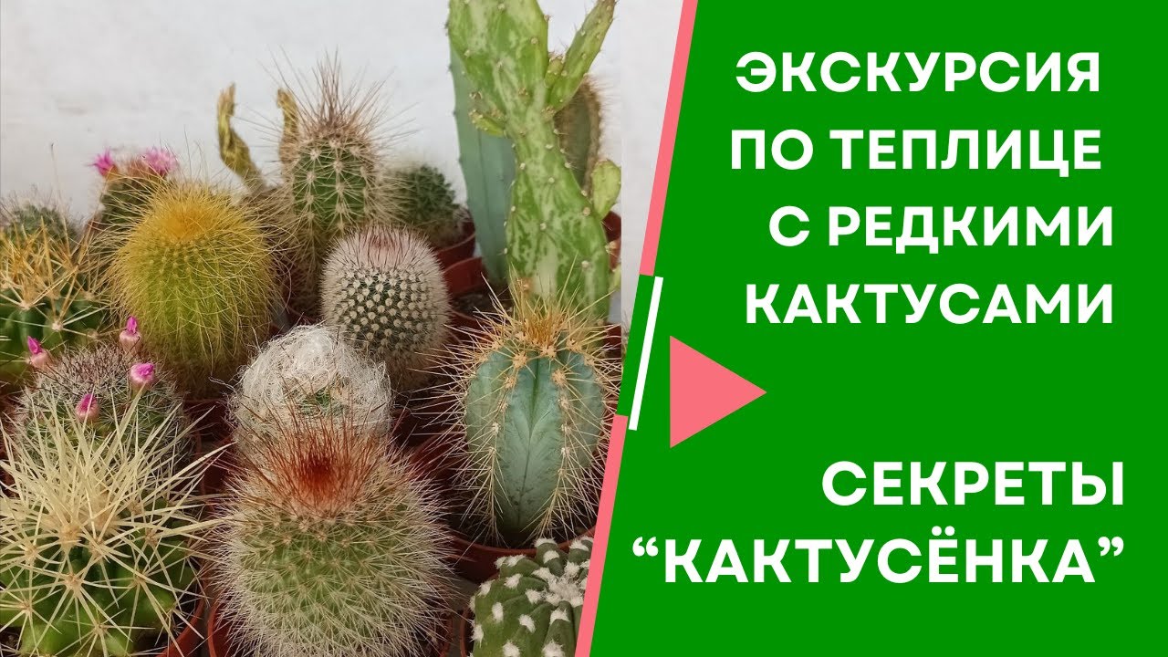 Что скрывает теплица питомника 