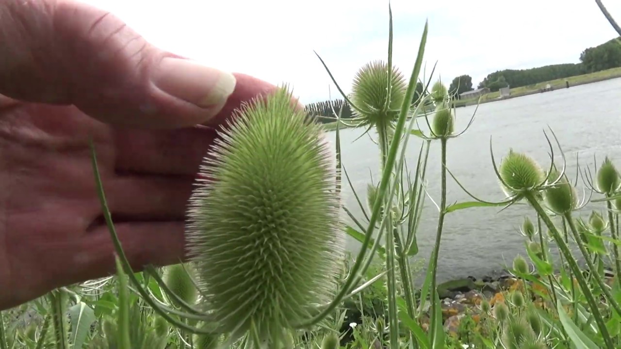 KAARDEBOL het kruid dat opgewassen is tegen Lyme