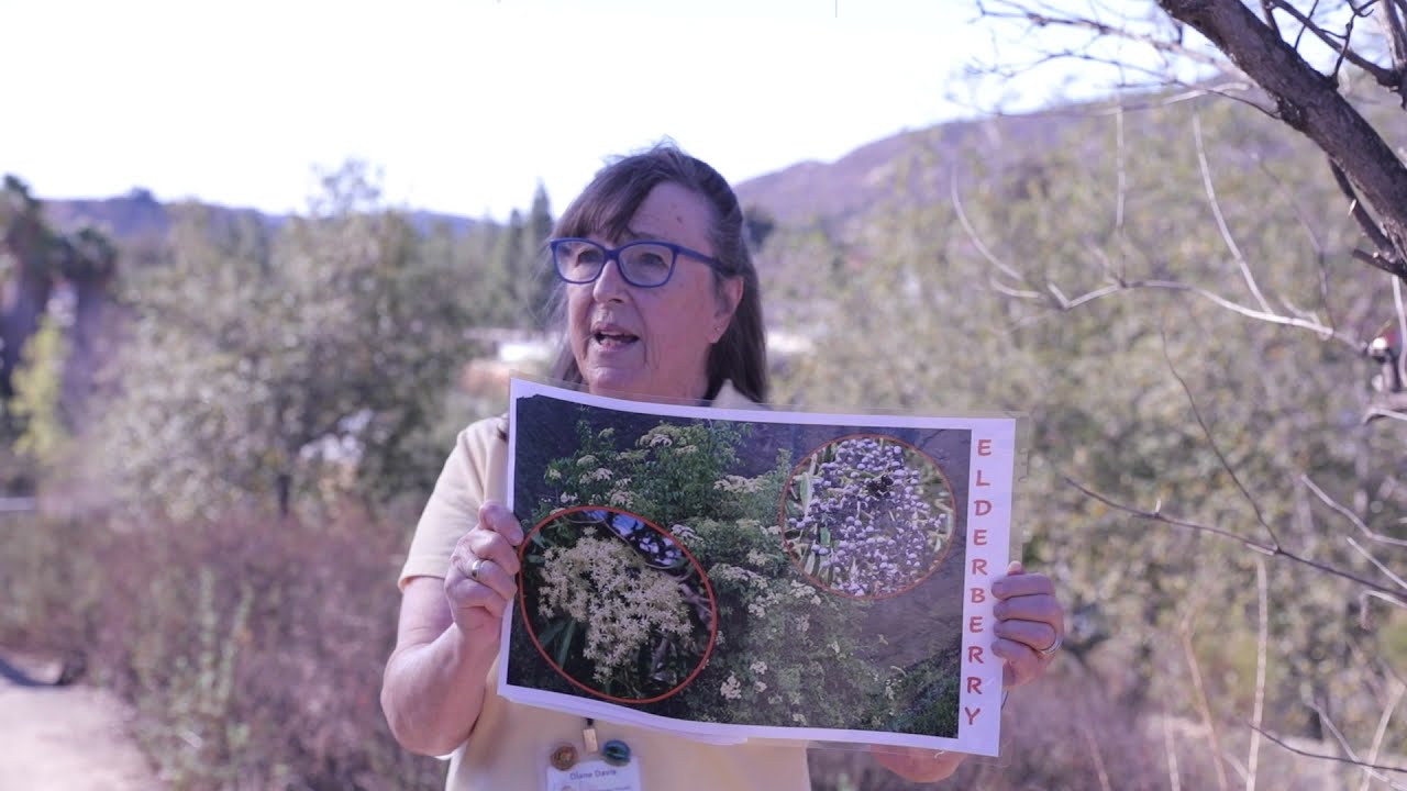 Kumeyaay Uses of Plants