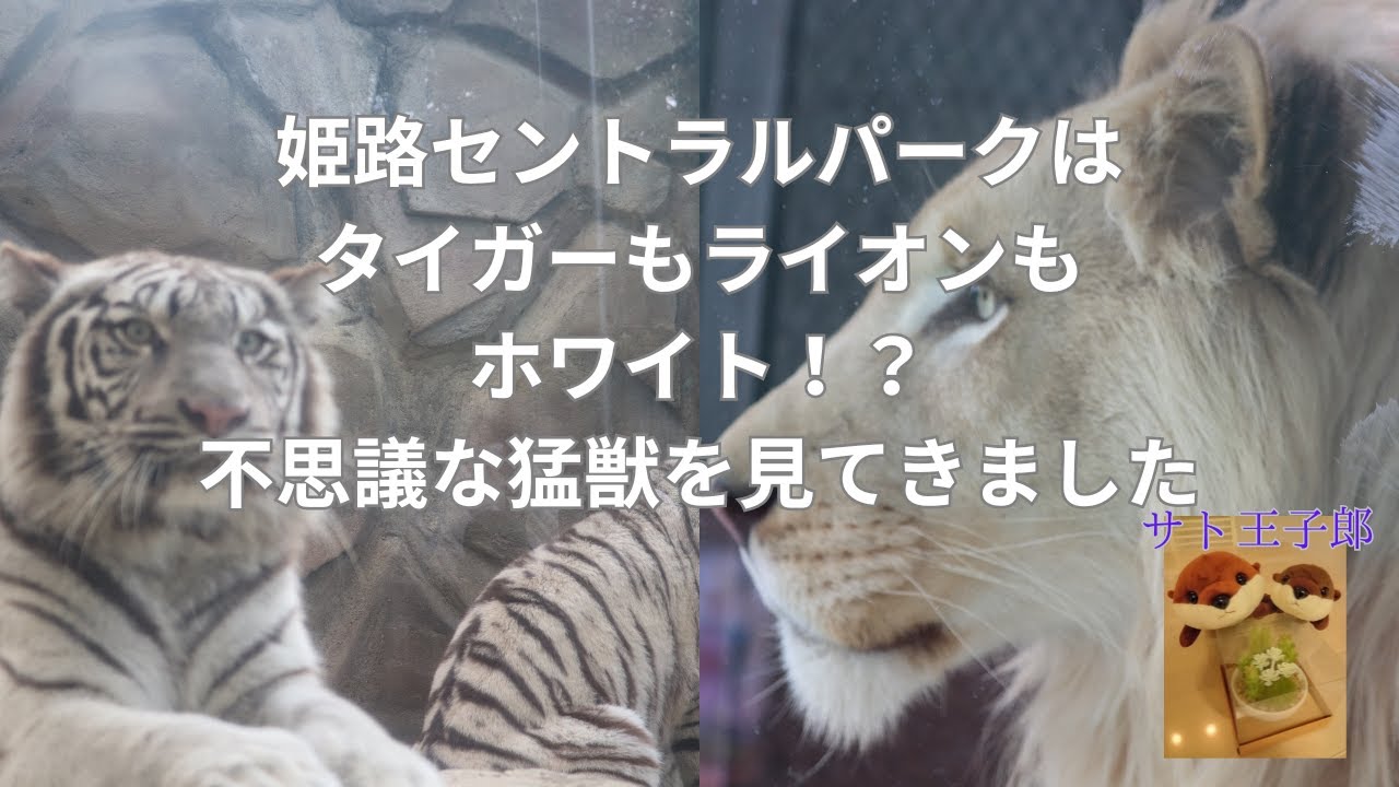 姫路セントラルパークで不思議な猛獣ホワイトタイガー、ホワイトライオンを見てきました#姫路セントラルパーク #ホワイトタイガー #ホワイトライオン#迫力満点の食事映像