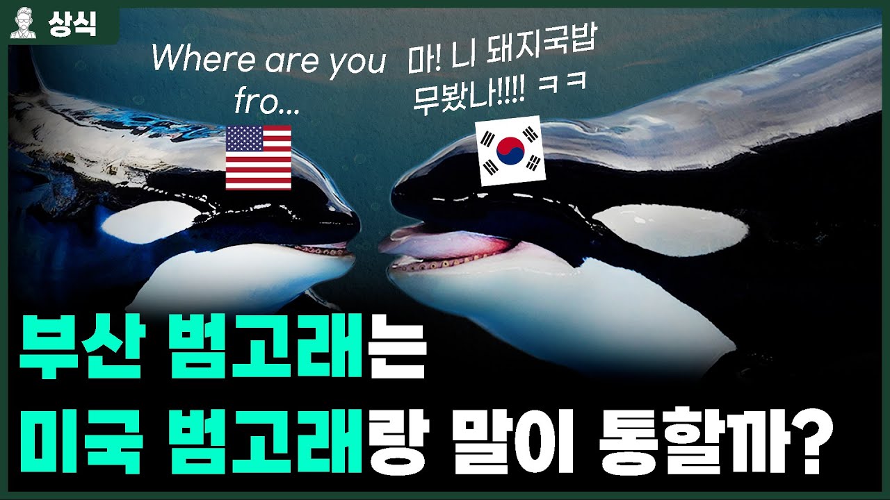 ✅어서와 한국은 처음이지! 한국 범고래가 미국 범고래를 만난다면? [상식백과사전]