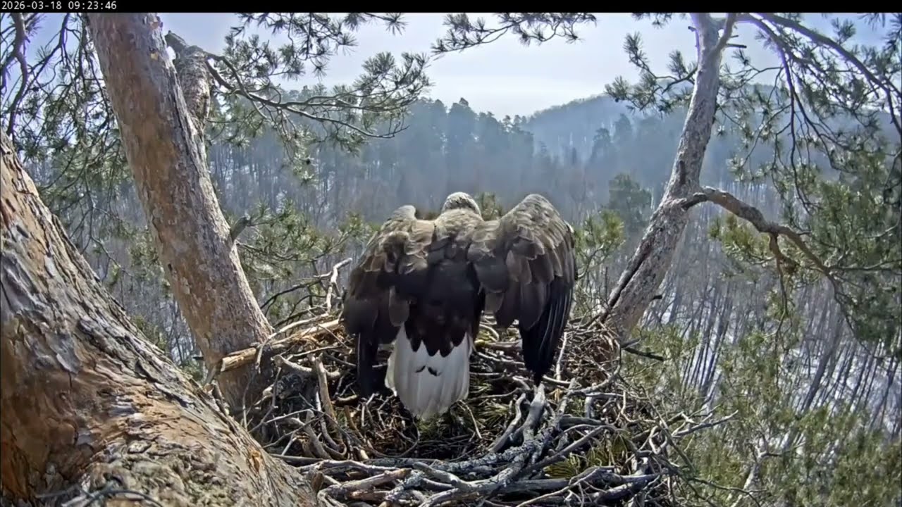 18.03.2026 Камычи. Чулман прилетел с веткой.