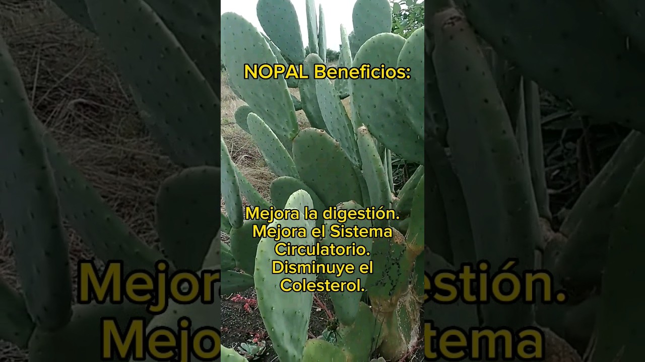 Beneficios del Nopal para nuestra Salud, Planta de Tuna, Higos, #nopales #plantasmedicinales #tuna