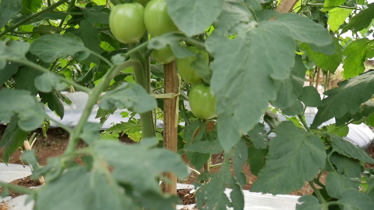 Semi - determinate type of tomato for lowland to mid-elevation planting