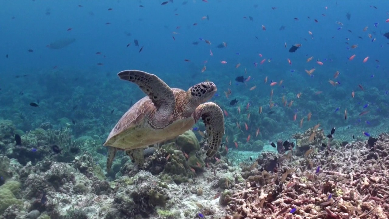 Tubbataha, Philippines  May 2017