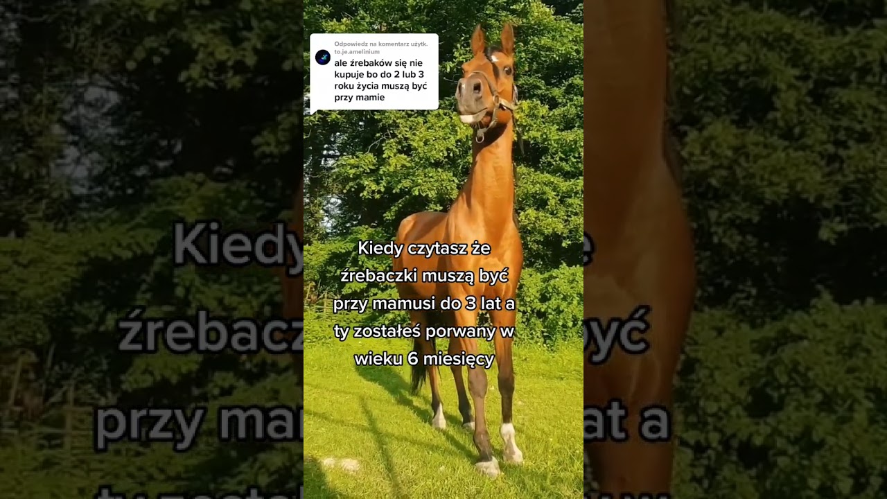 Wiadomo że 3 latek to jeszcze źrebak 🤣 #koń #konie #jeździectwo