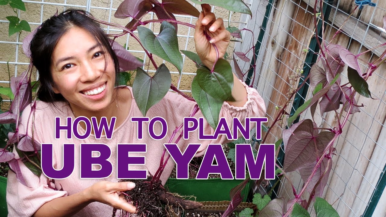 How To Plant Ube Yam