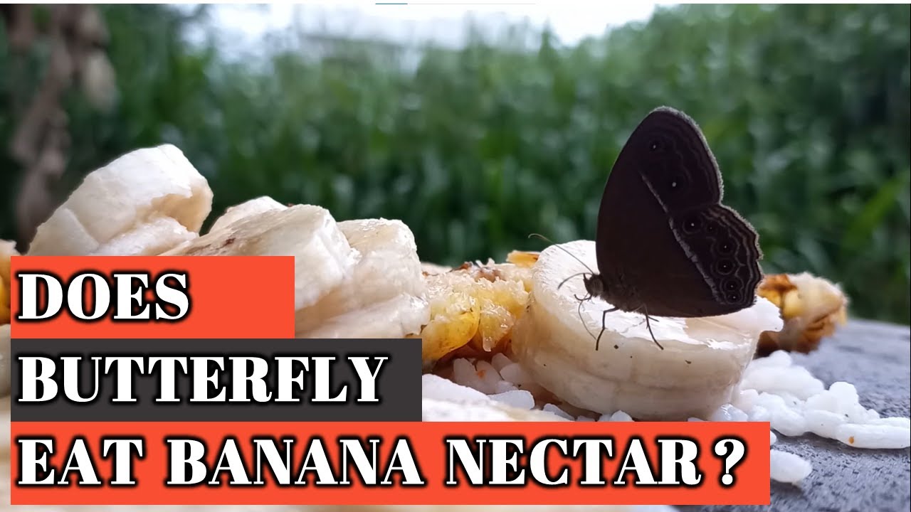 Does butterfly eat banana nectar? #Nature#Relaxation