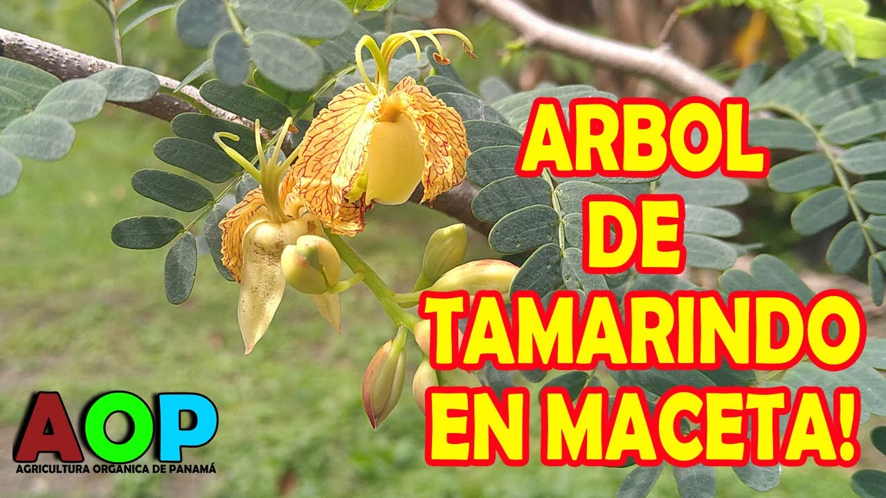 ARBOL DE TAMARINDO EN MACETA!
