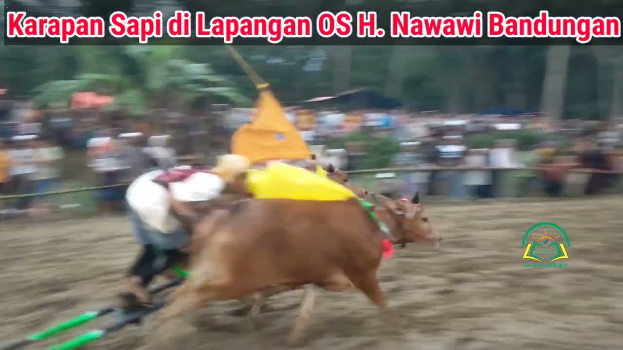Karapan Sapi H. Nawawi Bandungan || Karapan Sapi Madura Outfit