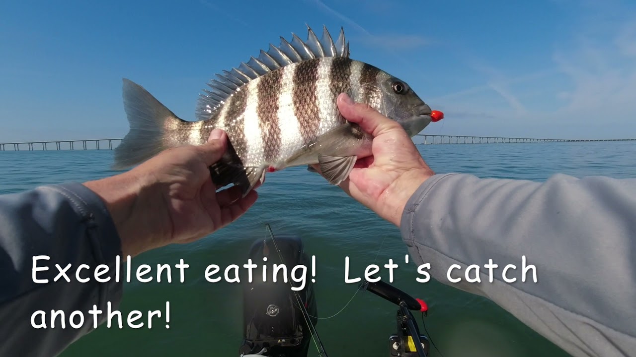 Saltwater Fishing Tampa Sheepshead & Mangroves