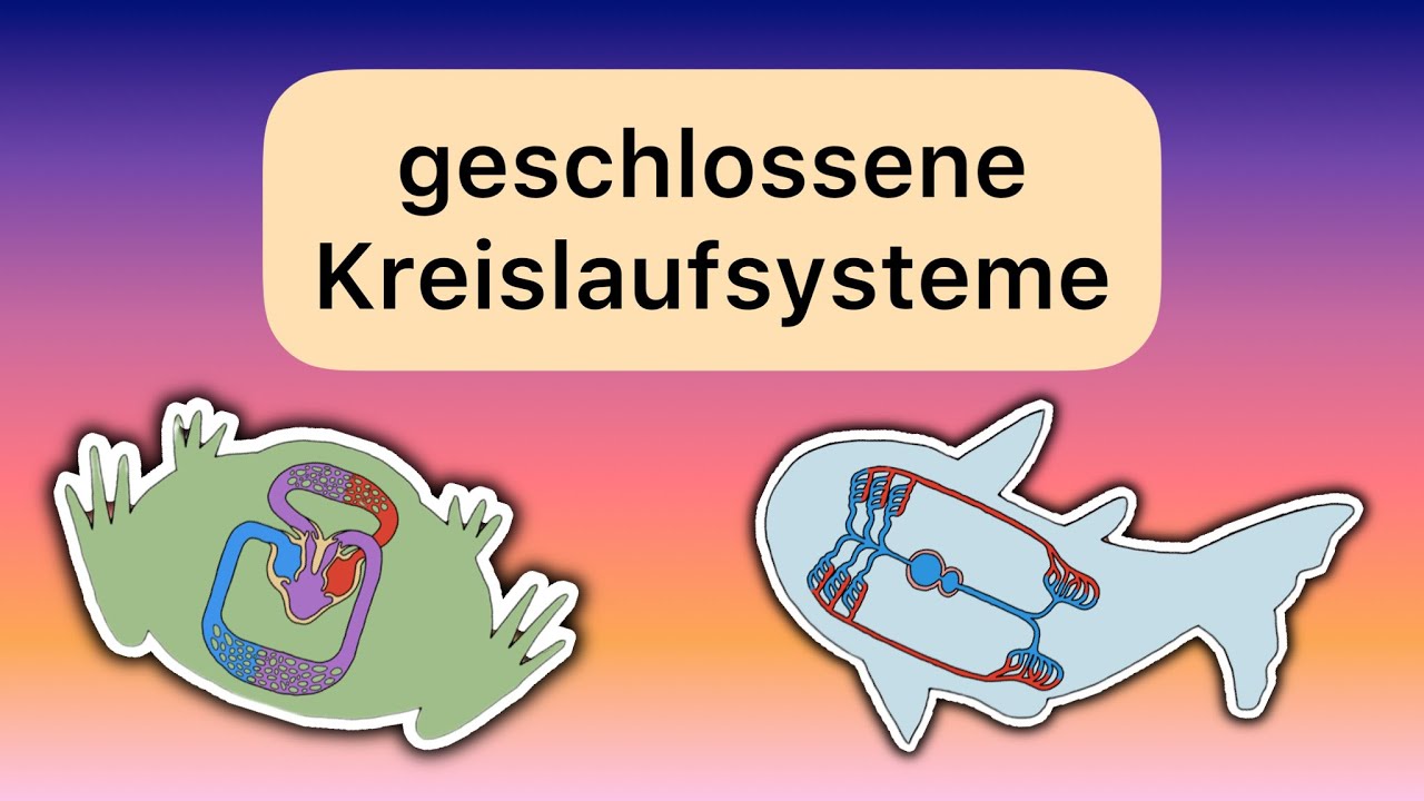 Blutkreislauf von Tieren (Fische, Amphibien, Reptilien, Säugetiere, Vögel)