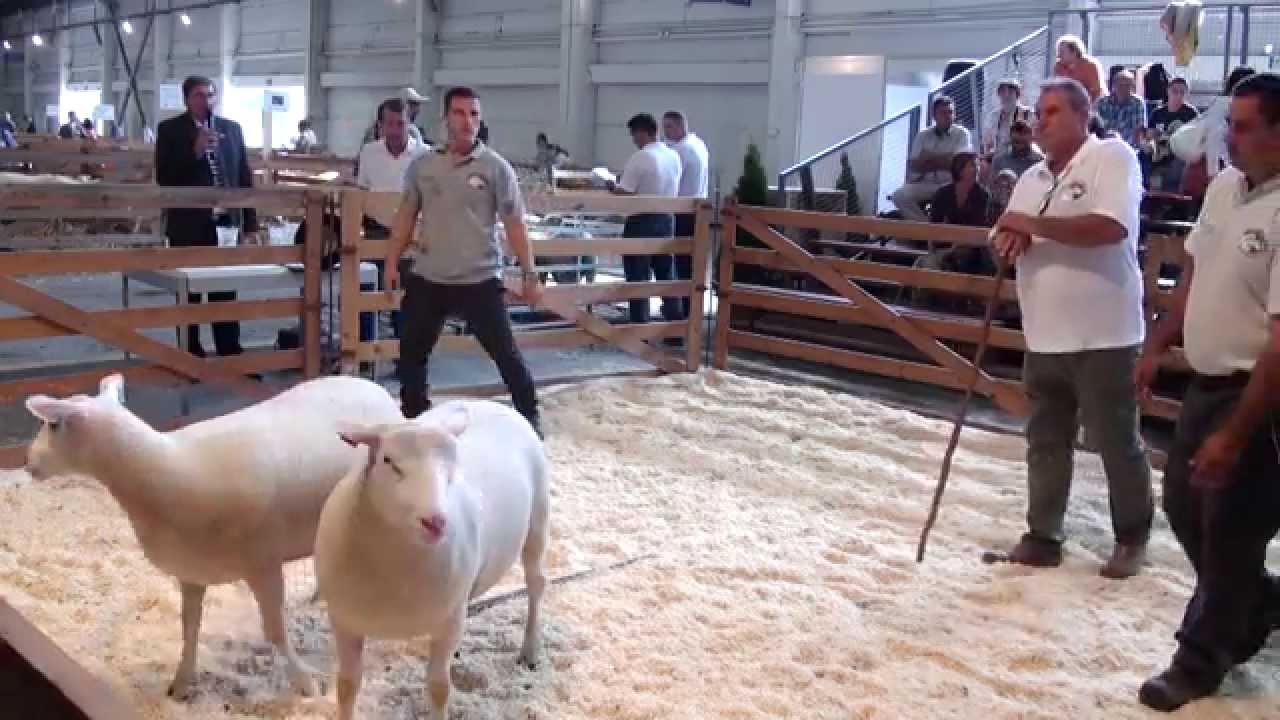 Vad Andrea Hódmezővásárhely( Berrichon du cher,Ile de france) 