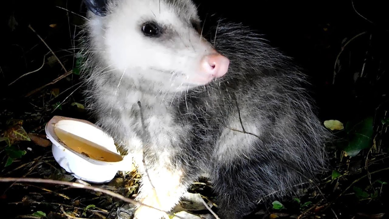 Petting A Wild Possum In My Backyard !