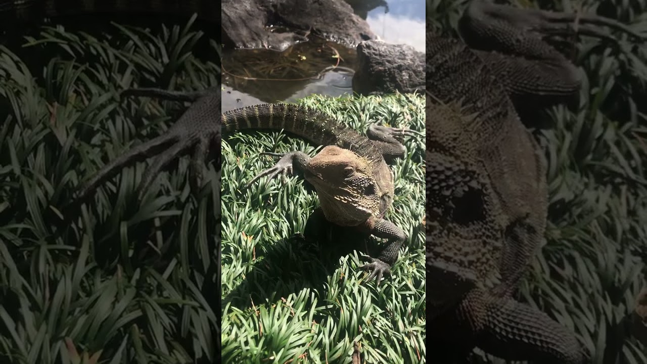 Australian water dragons #sydney #nsw #waterdragon
