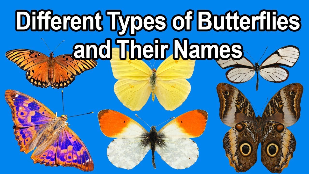 Different Types Of Butterflies And Their Names | Learn About Butterflies