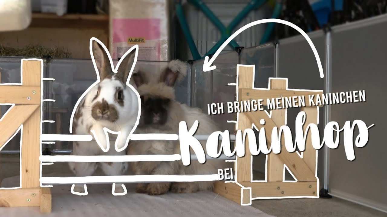 KANINHOP - ich bringe meinen Kaninchen Kaninhop bei | Kaninchenstar