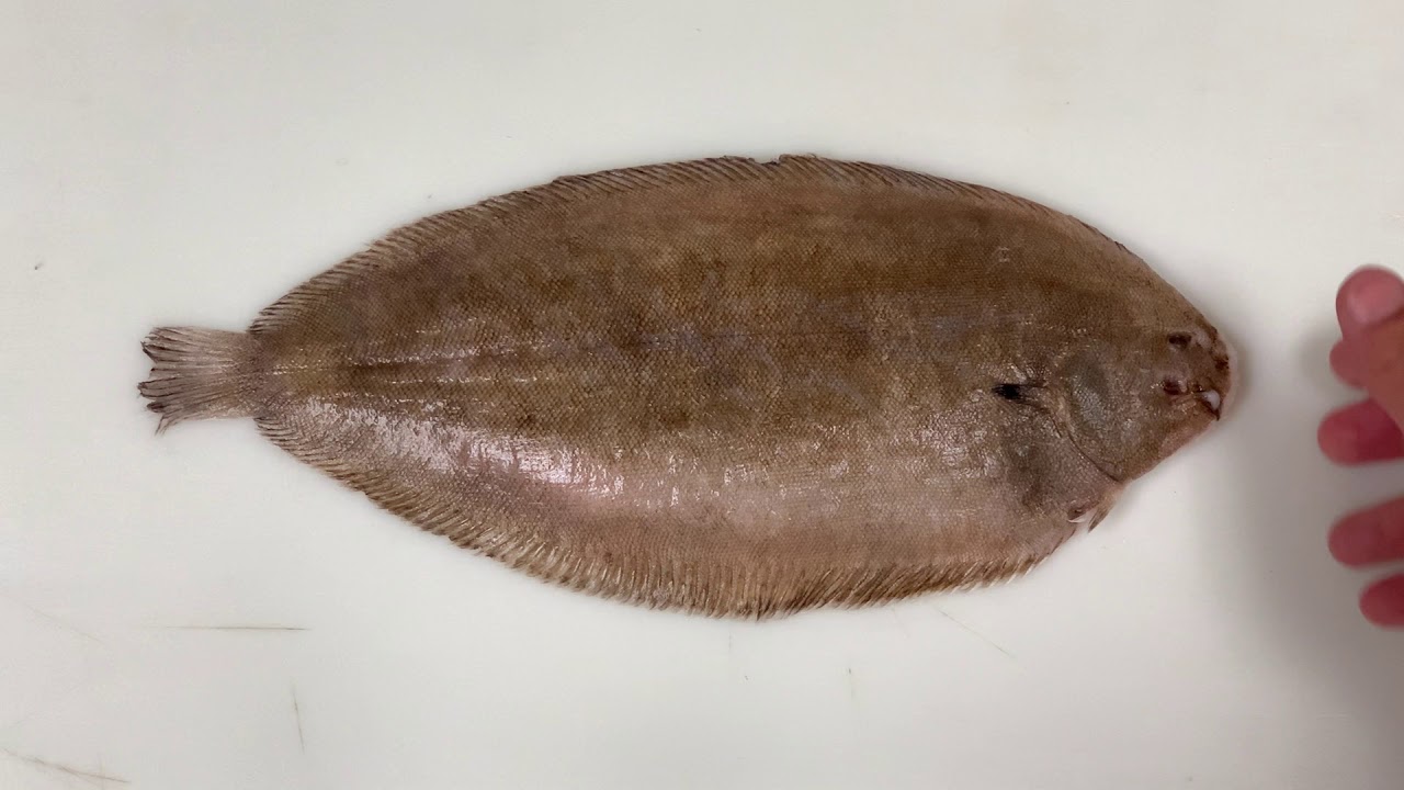 Dover Sole