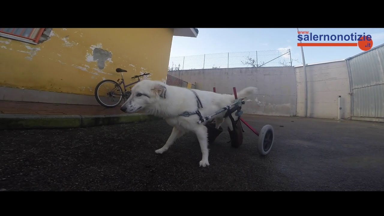 Un Canile di 