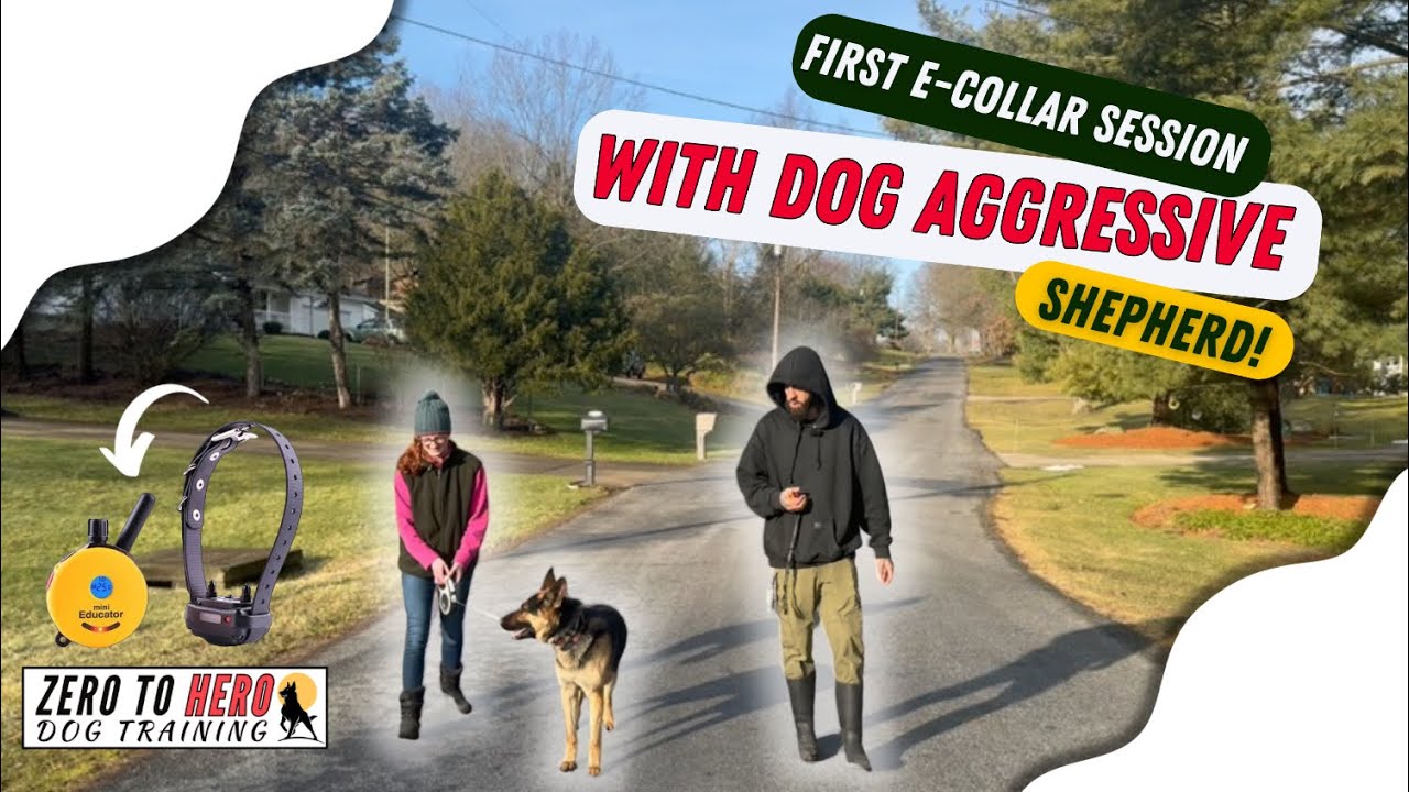 First E-Collar Session Working With Explosively Dog Reactive German Shepherd