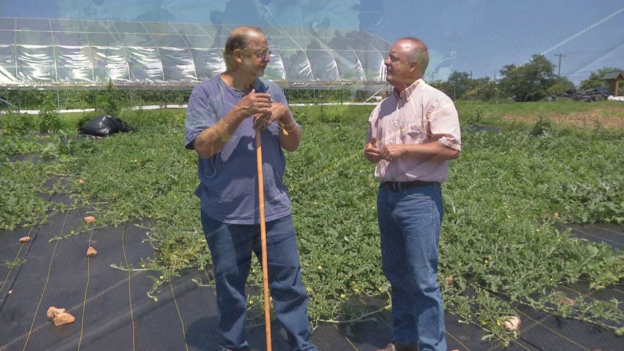 From the Ground Up - Growing Watermelons