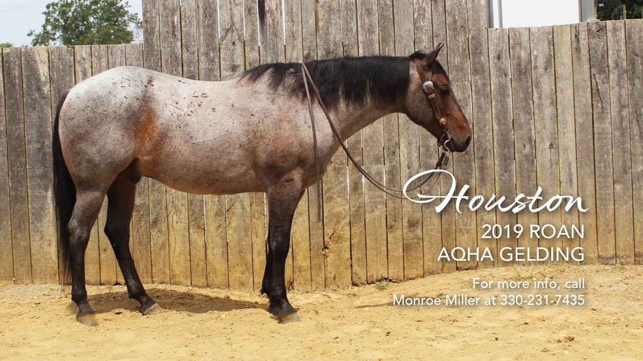 SOLD Houston, 2019 Roan AQHA Gelding | Ranch Horse | Hip 1, Buckeye Ranch Horse Futurity Auction