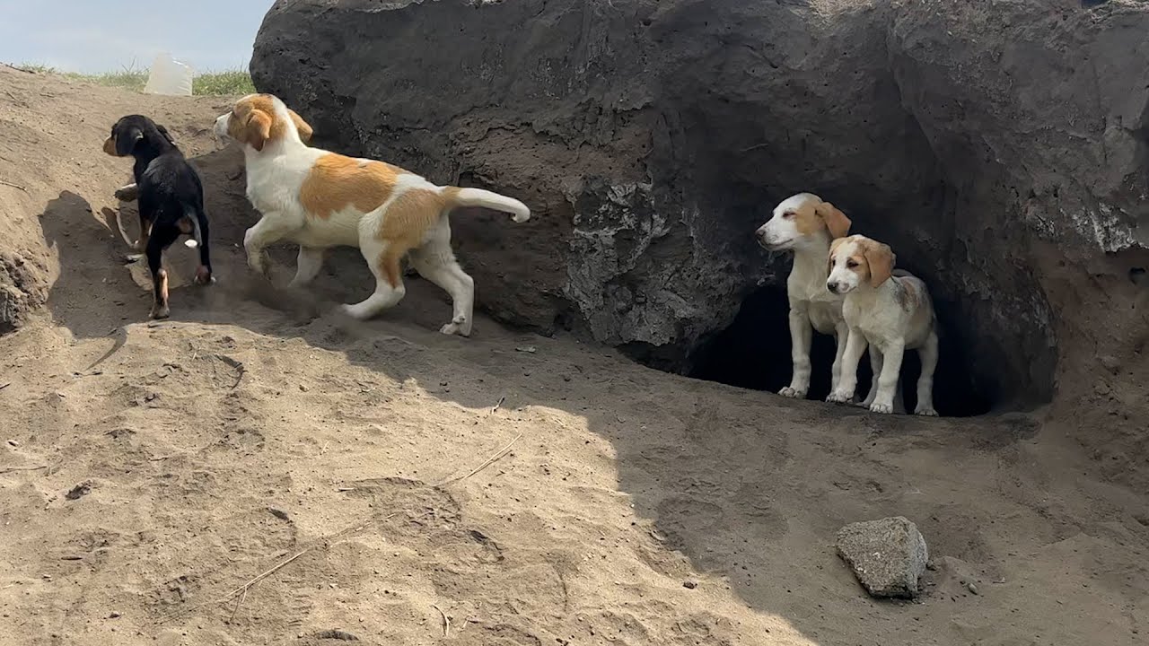 Mağarada Yaşayan Bebeklerinin Yanına Yeni Yavru Köpekler Geldi