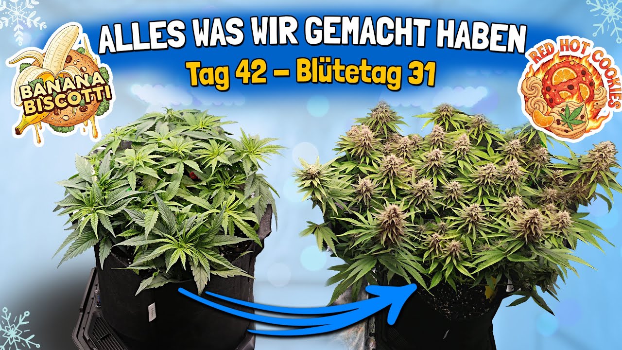 So kontrollieren wir den Stretch: LST, Supercroppen, Lollipoppen - Banana Biscotti & Red Hot Cookies