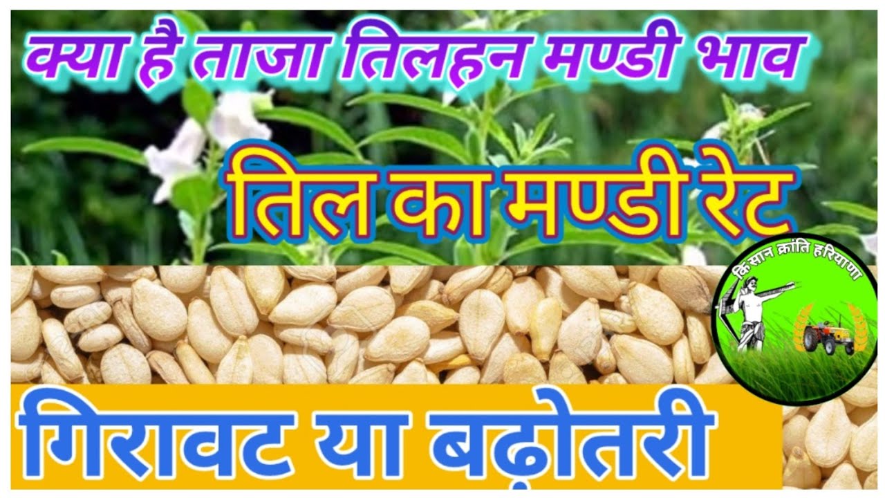 तिलहन का ताजा मण्डी रेट ।। तिली बिक्री भाव।। तिल का खरीद मूल्य।। Sesame price