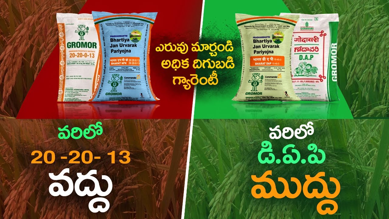 వరిలో భాస్వరం మరియు సల్ఫర్ ఎరువుల యాజమాన్యం |  20 - 20 - 0 - 13 VS DAP which is best for Paddy