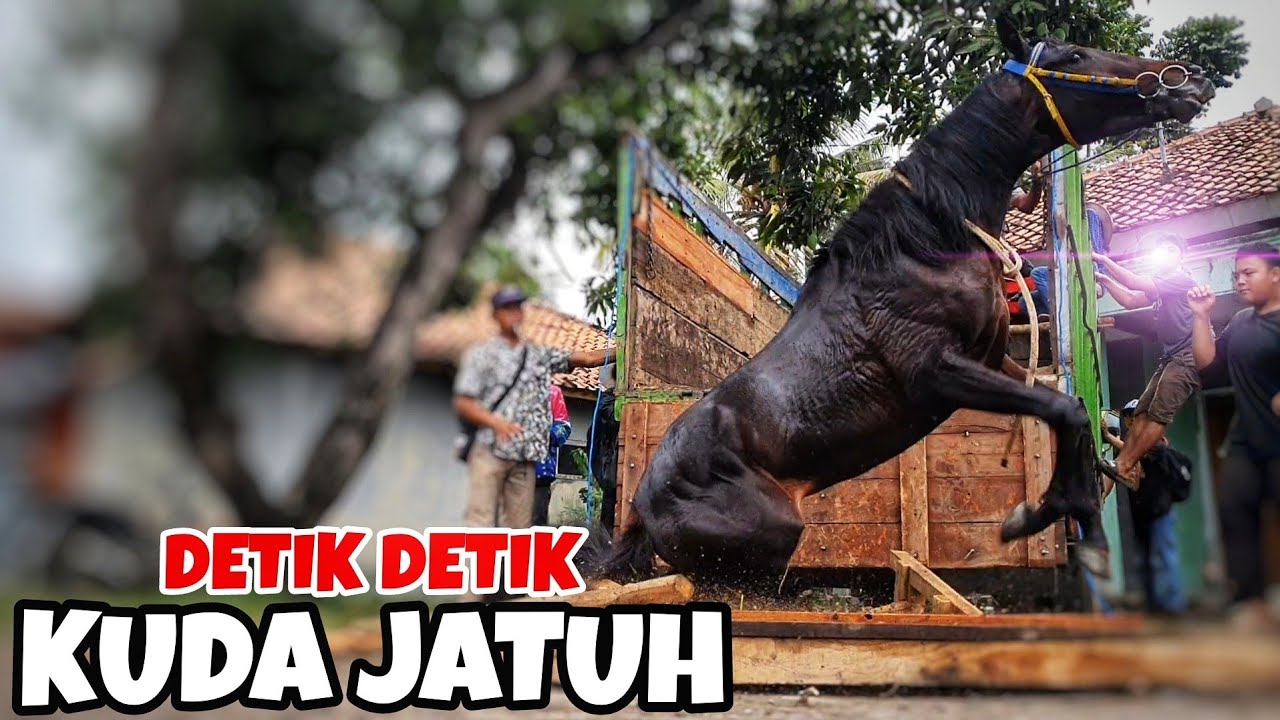 Kuda renggong jatuh pulang manggung