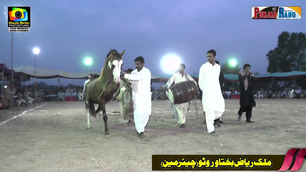 Horse name Malanga ll Horse Dance ll Tibi Hamid Sahou Sahiwal ll 28 July 2021