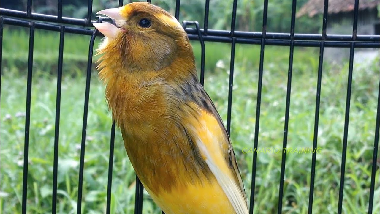 Sons Para Canário Belga em Treinamento Diário