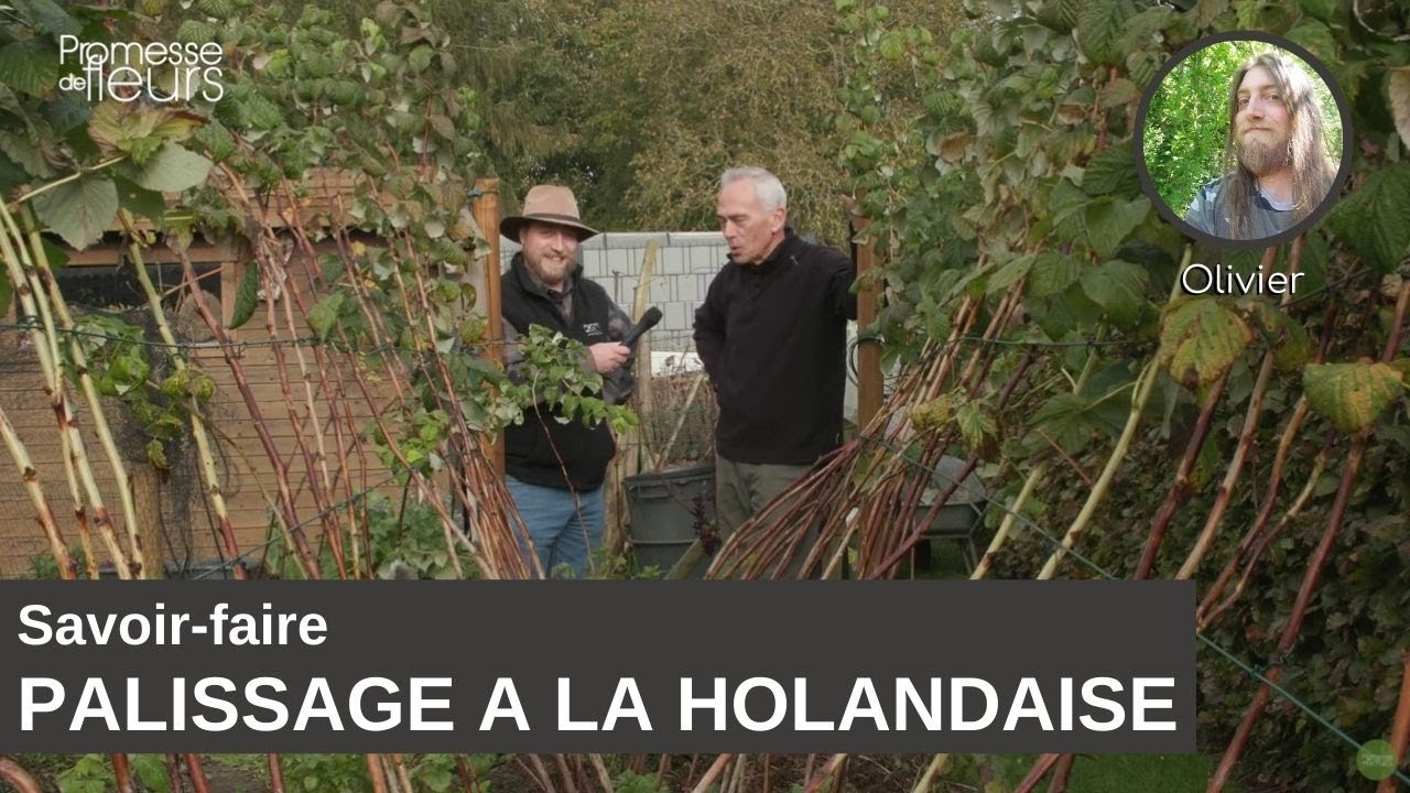 Savoir-faire : le palissage à la hollandaise