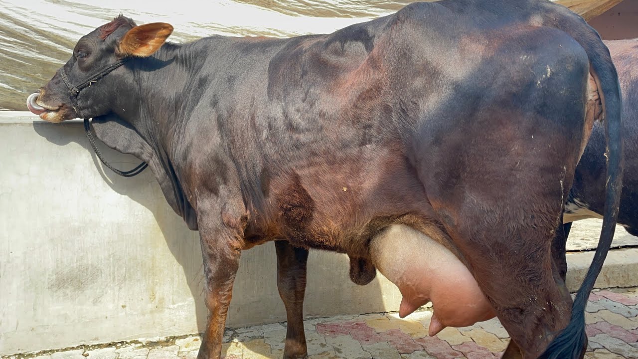 High Fat % Cows , Profitable For Dairy Farming , Heat Resistant & Comfortable in All Weathers.