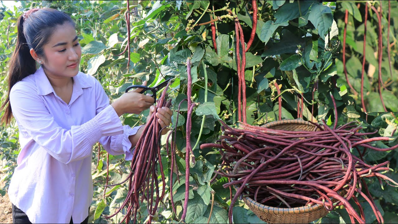 Have you ever cooked red long beans? / 2 recipes with red long beans / Cooking with Sreypov