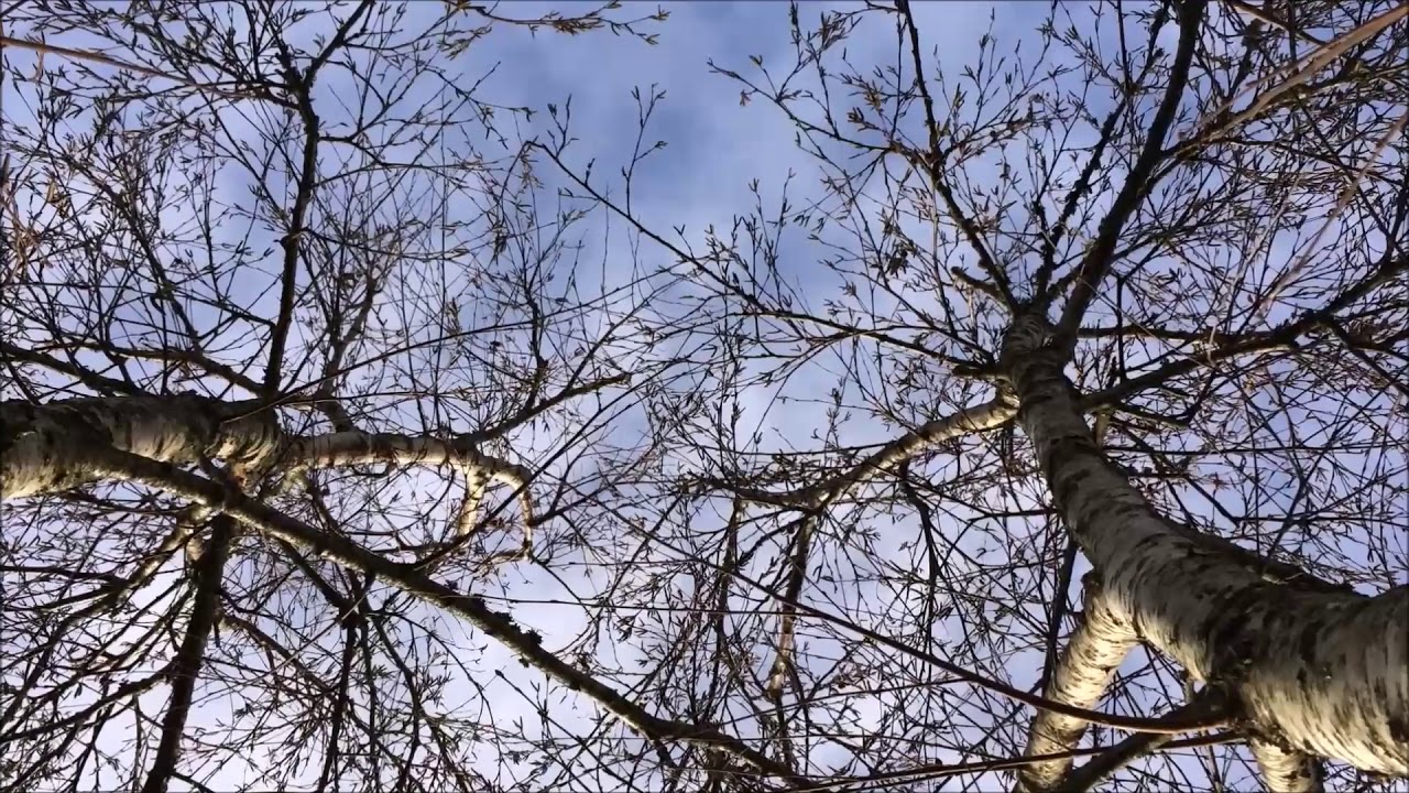 Downy Birch (Betula pubescens) - canopy - January 2018