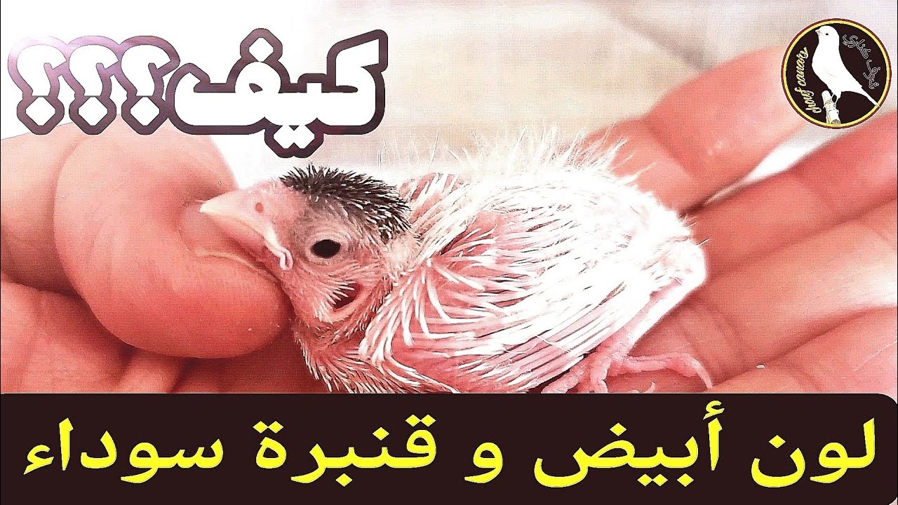 "سر الألوان المبهرة لفراخ الكناري:اكتشاف أسرار الألوان الزاهية لطيور الكناري
