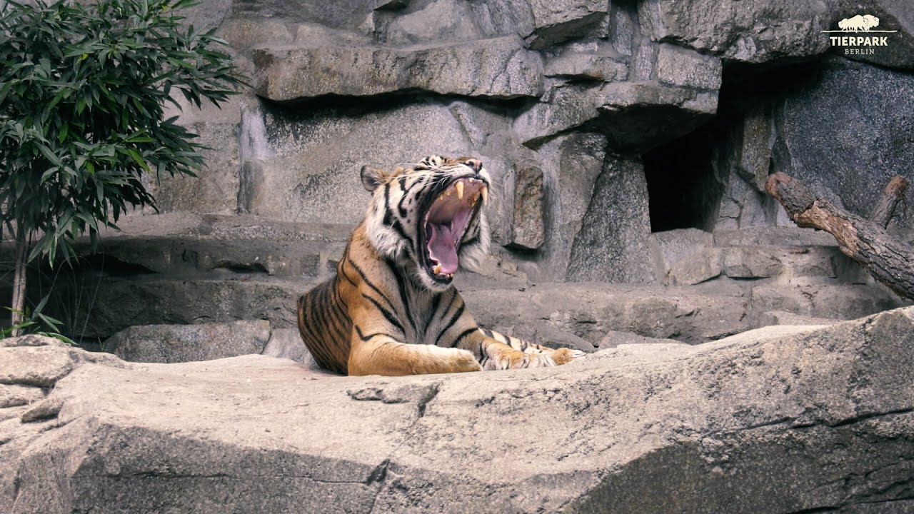 65 Jahre Tierpark Berlin: Teil 3 - Das Alfred-Brehm-Haus
