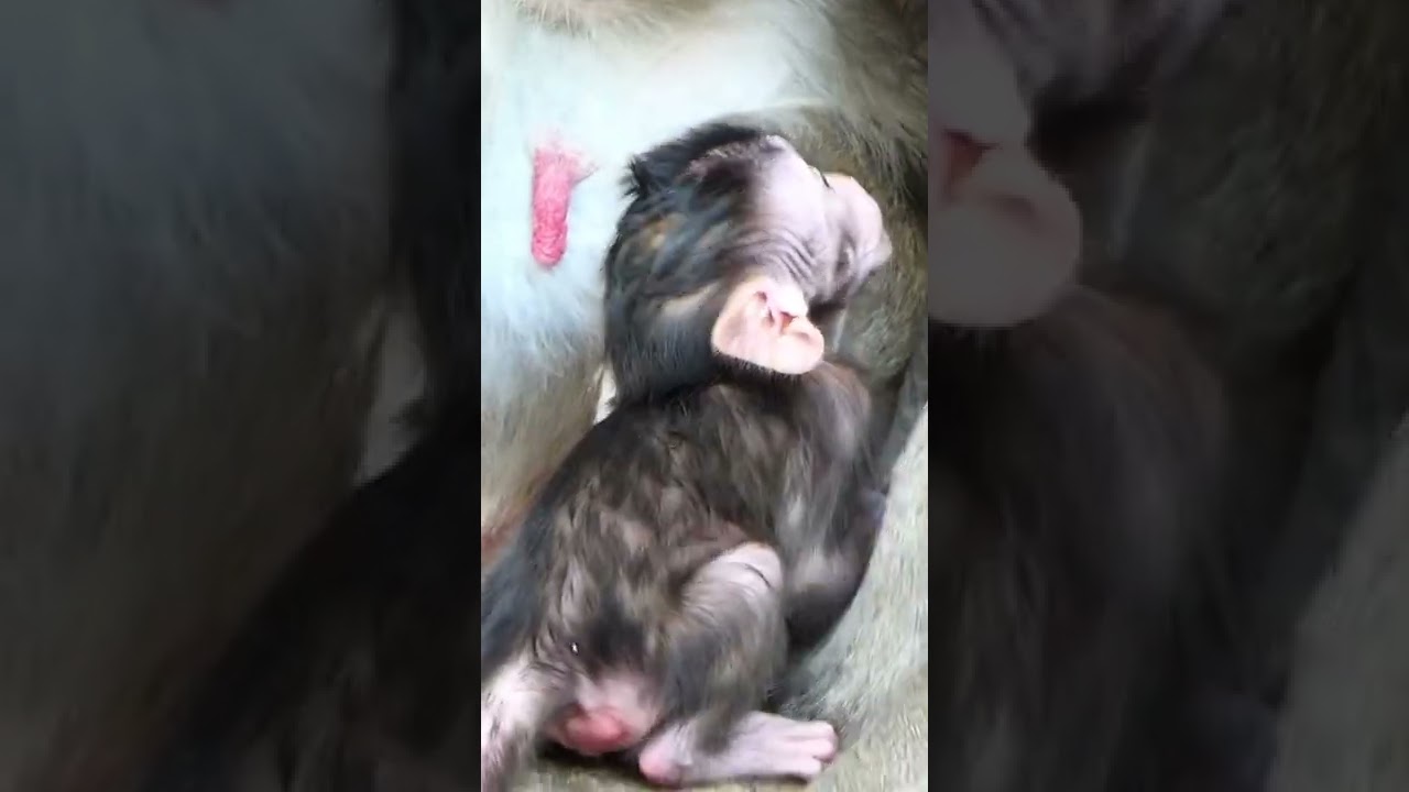 Jazzy's monkey family #Shorts #Monkeys #CamboMonkeyTV #petanimals