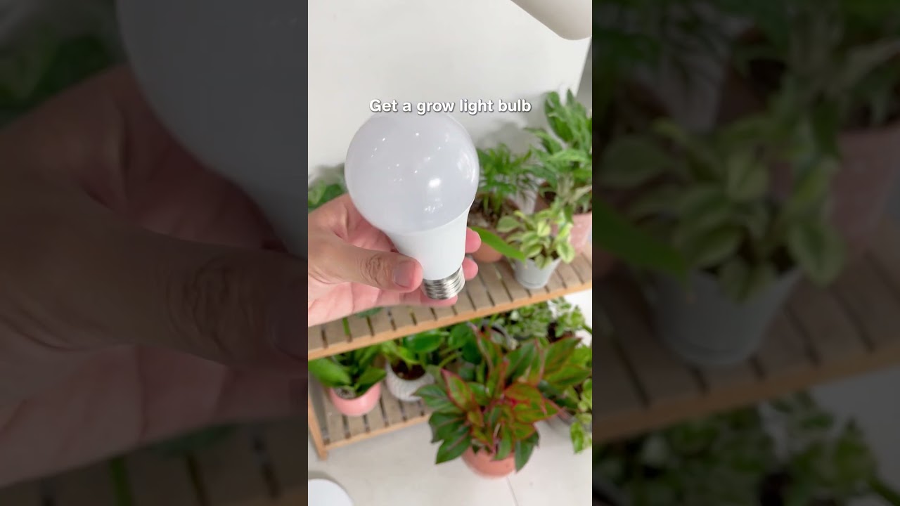 Easy DIY grow light for everyone #plants #growlight #diy #plantcare #houseplants