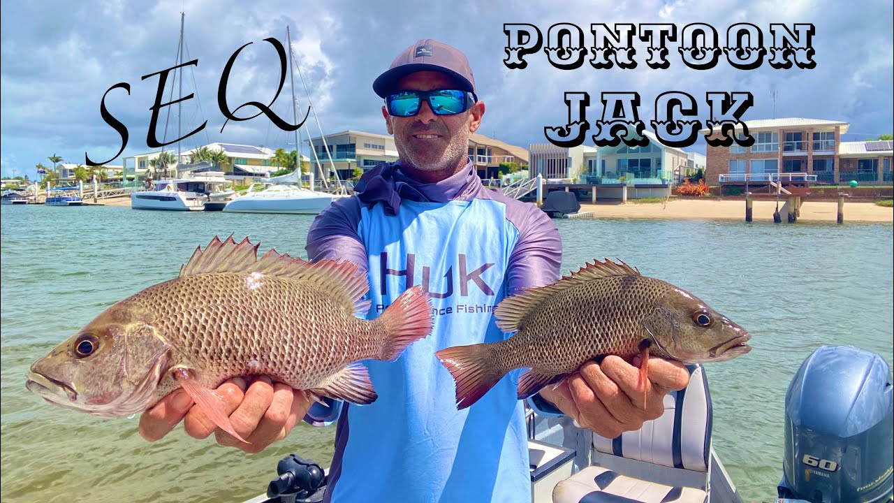Mangrove jack fishing with zman diesel minnows