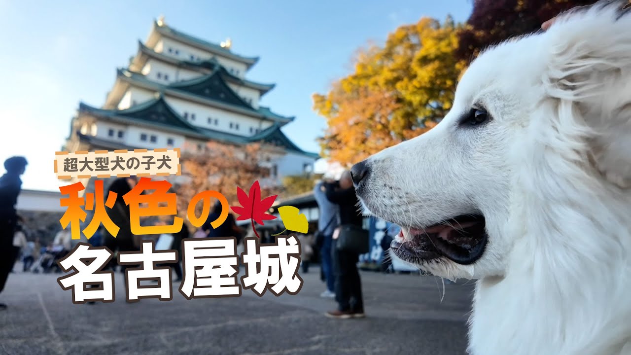 【超大型犬の子犬】紅葉がきれいな名古屋城へ行ってみた！#グレートピレニーズ#超大型犬#大型犬#大型犬とおでかけ#greatpyreneese#名古屋城#紅葉#Nagoyacastle