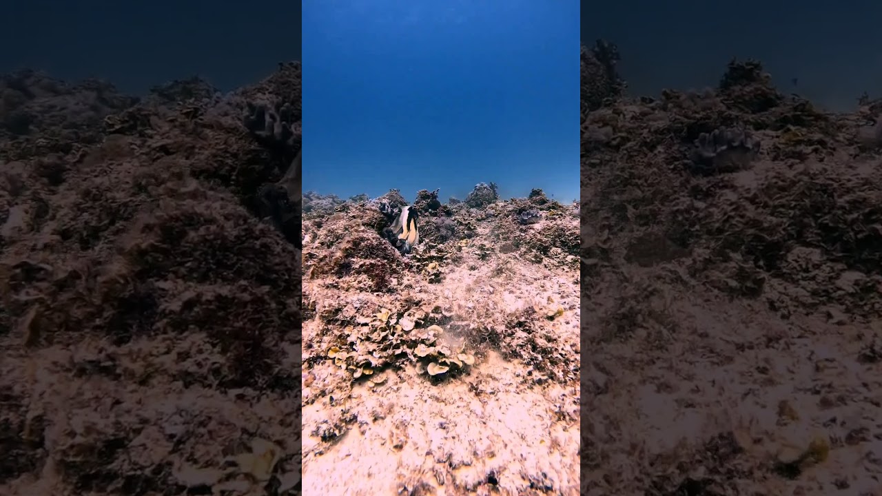 OCTOPUS SHAPE SHIFTING #viral #octopus #lionfish #venomous #dangerous #shipwreck