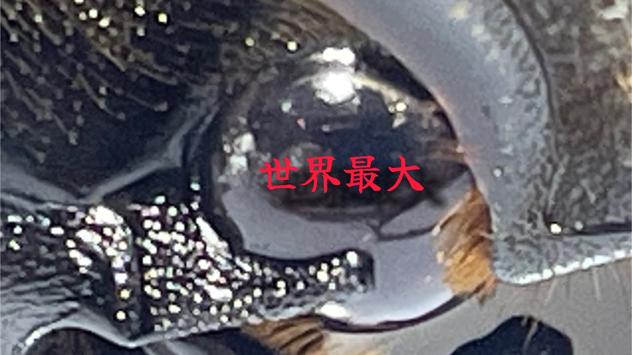 やっぱりカブトムシと言えばキングを掘り出す！