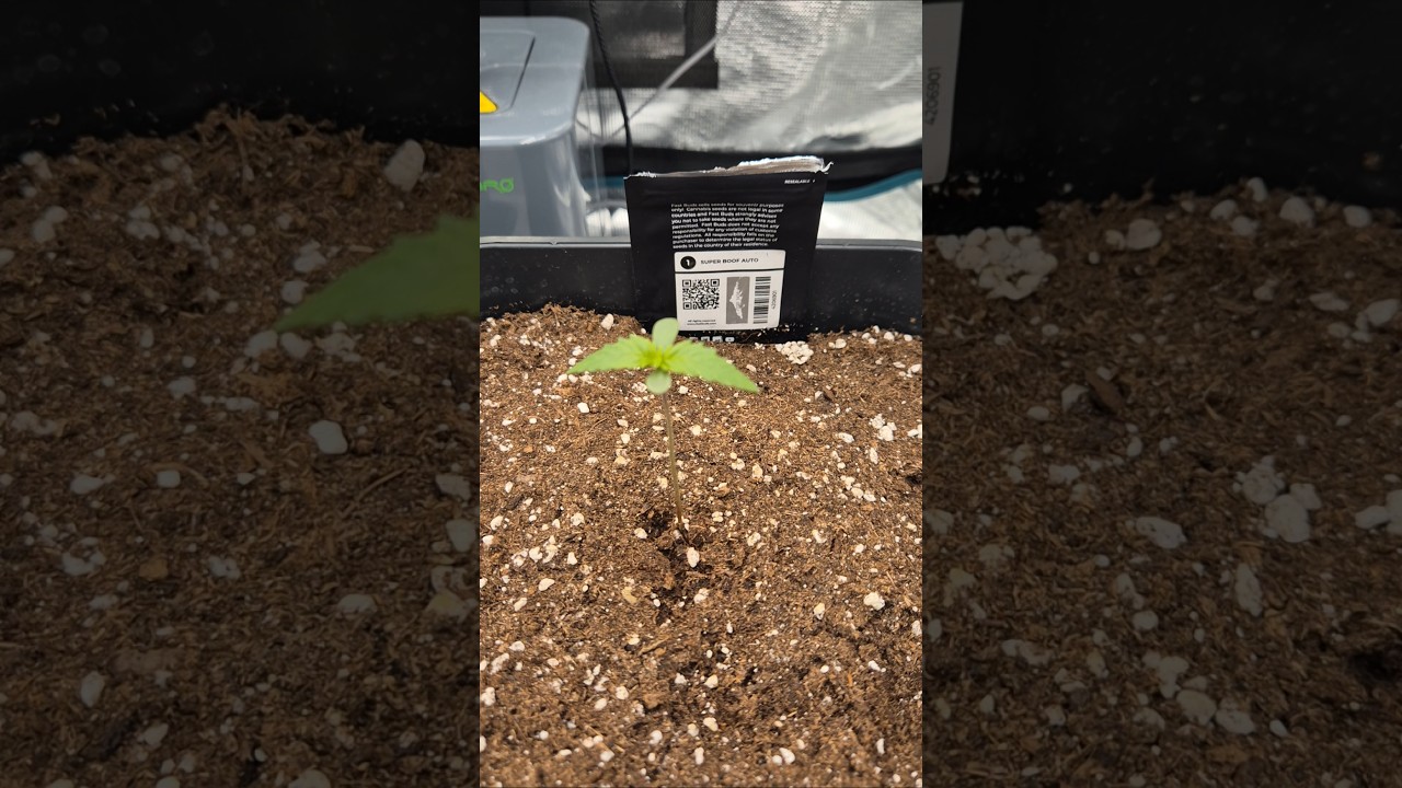 ich dachte die spargel Saison sei vorbei🤣 #shorts #shortvideo #plants #documentary #germany