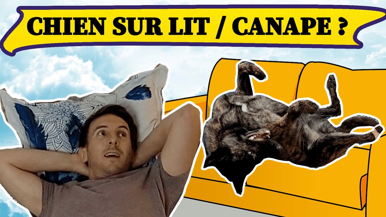 Notre chien peut-il monter sur le lit / canapé ?