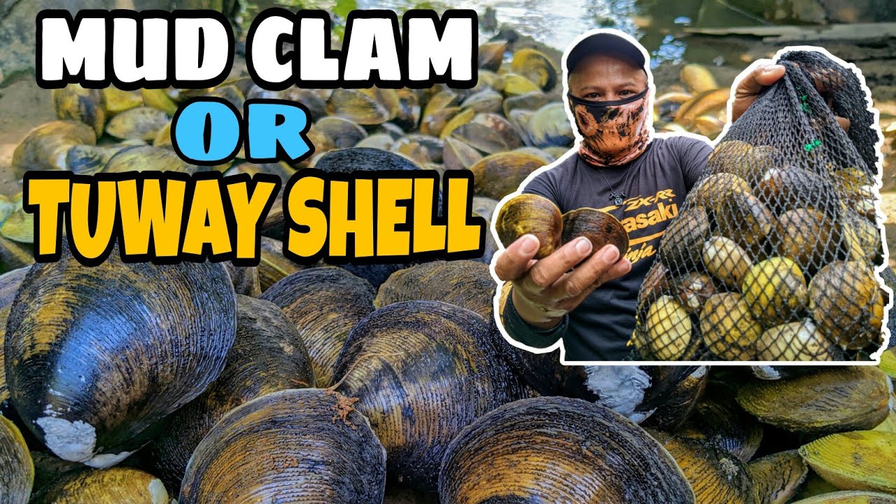 HOW TO FIND AND GET MUD CLAM(TUWAY) | PAANU MAGHANAP AT MANGUHA NG TUWAY SHELL