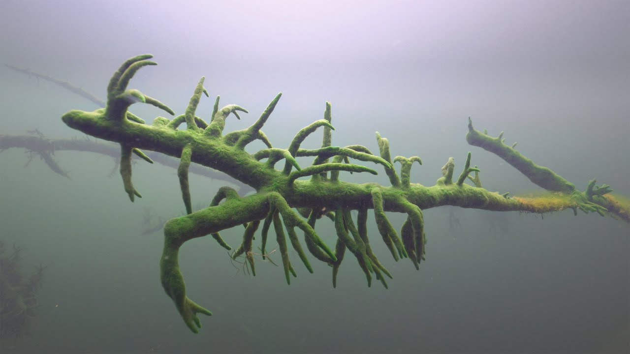 Fresh water sponge - Spongilla Lacustris